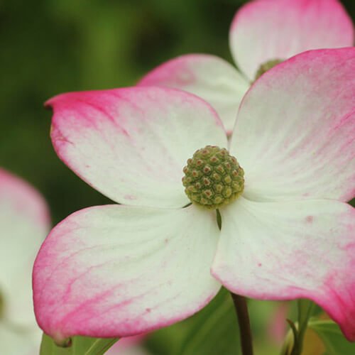 Cornus kousa flowering
